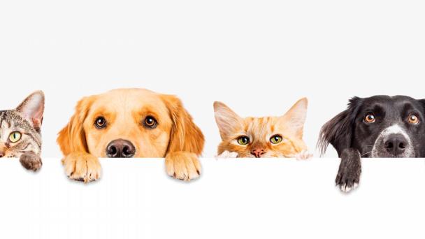 MASCOTAS - Tus Bebes, Tus Mimados.